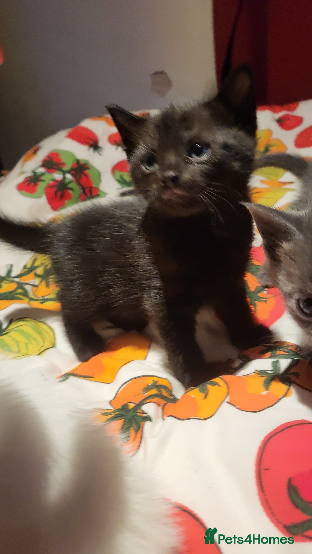 Mixed Breed cats for sale: 7 lovely kittens  - Advert 6