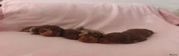 Miniature Dachshund dogs for sale: 🩷 4 stunning full miniature dachshund girls 🩷 - Advert 2