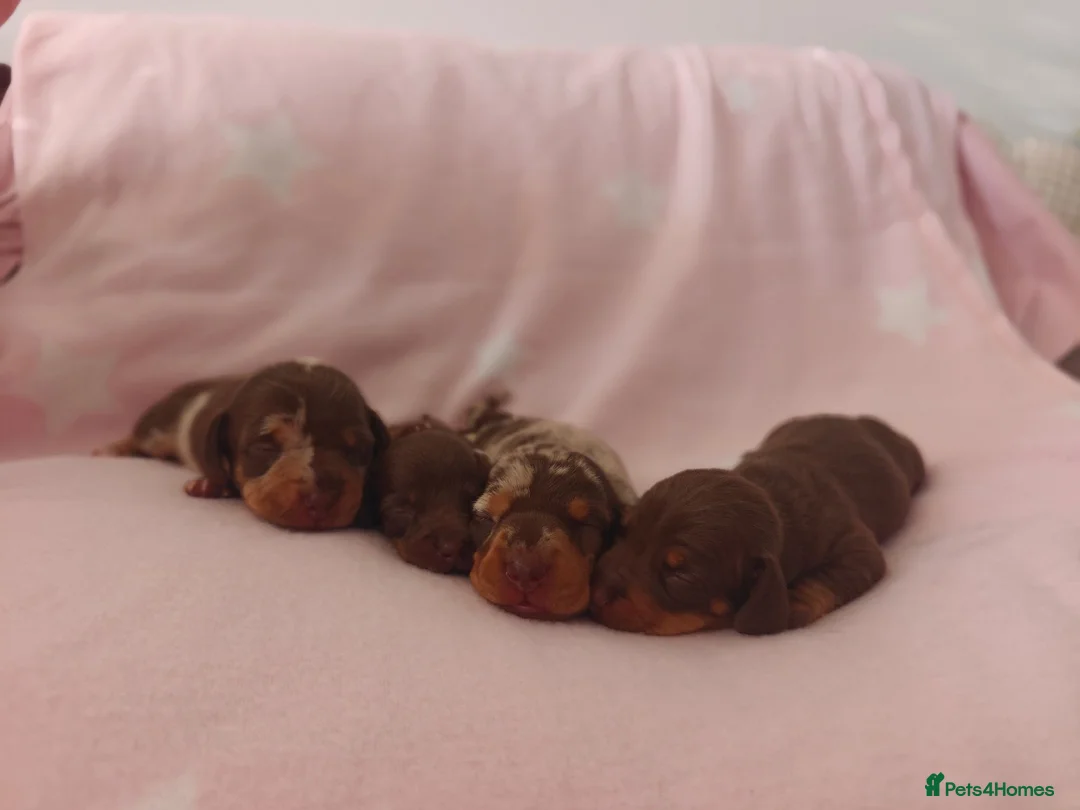 Miniature Dachshund dogs for sale: 🩷 4 stunning full miniature dachshund girls 🩷 - Advert 2