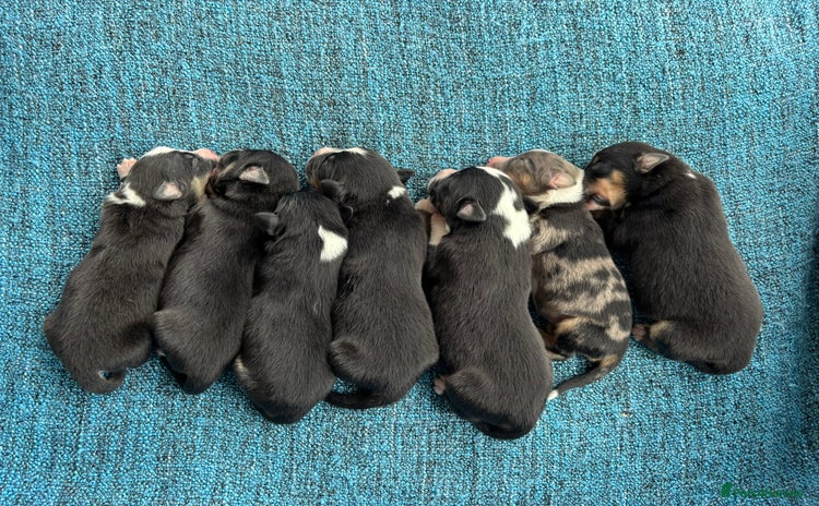 Miniature American Shepherd dogs - Advert 3