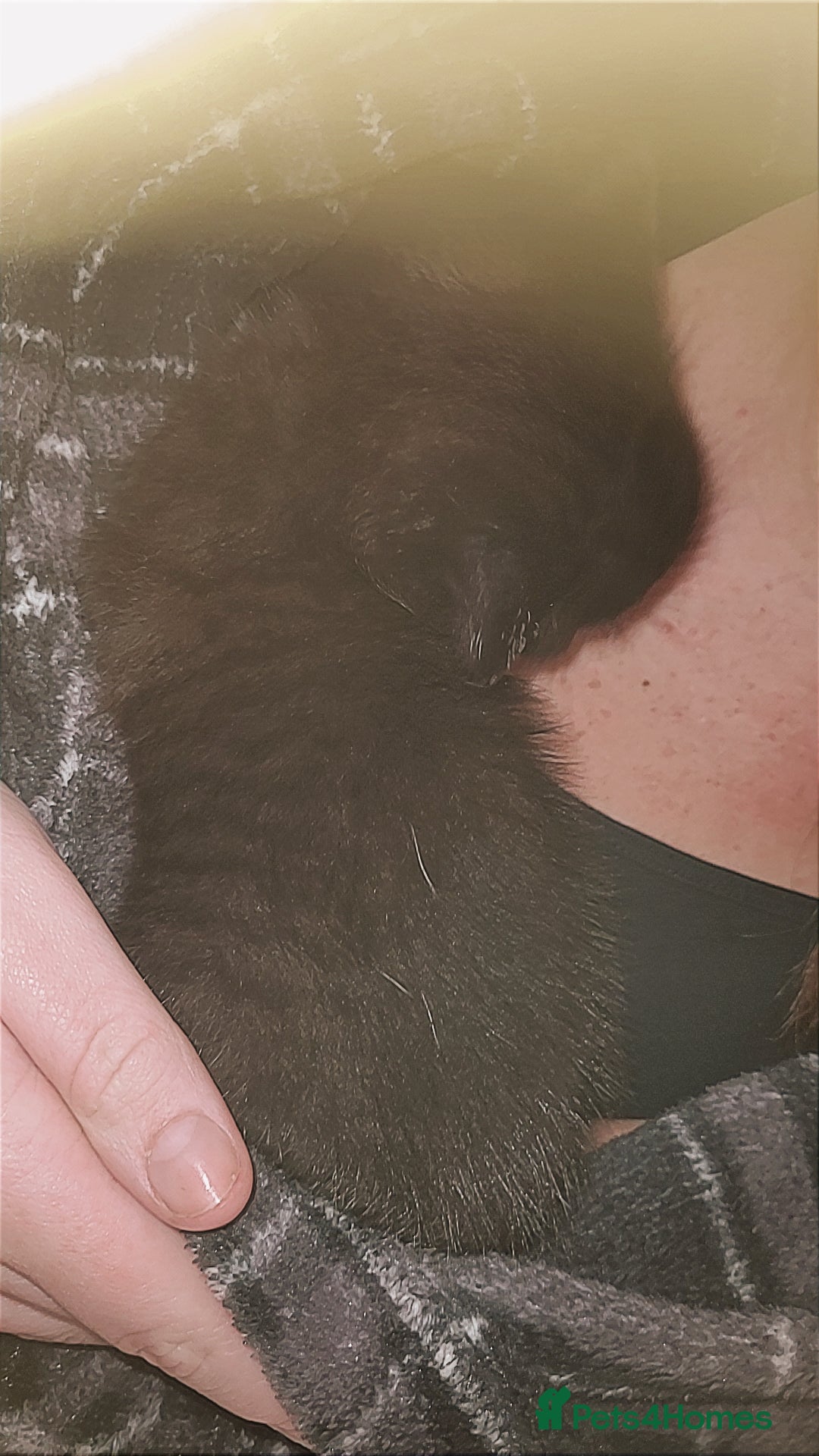 Mixed Breed cats Mix breed black with gray patten - Advert 1