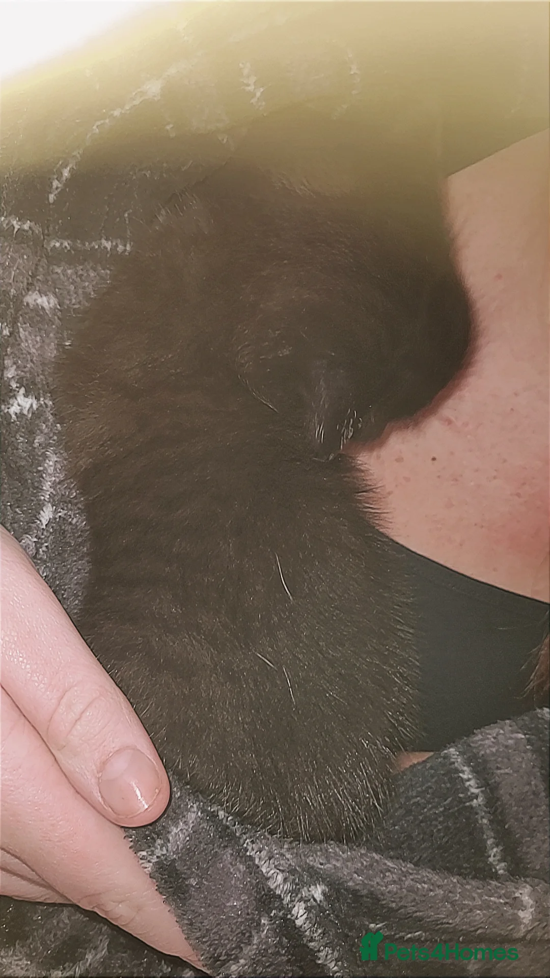 Mixed Breed cats for sale: Mix breed black with gray patten - Advert 1