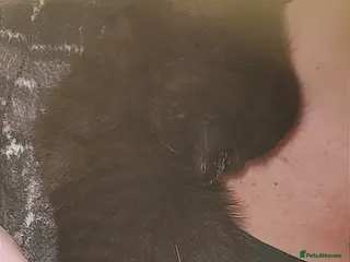 Mixed Breed cats Mix breed black with gray patten - Advert 2