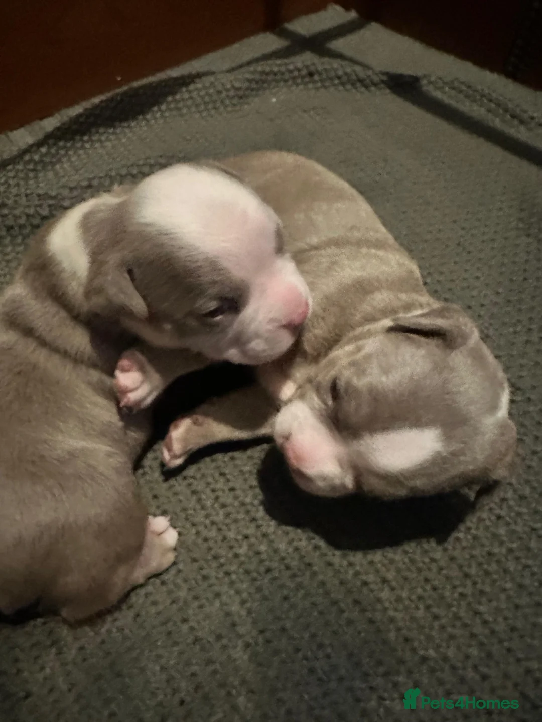 American Bully dogs for sale: Micro American bully pups  in Erith - Advert 2