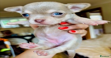 Chihuahua dogs - Advert 11