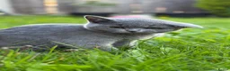 British Shorthair cats for sale: Lovely British Shorthair kittens for sale! - Advert 7