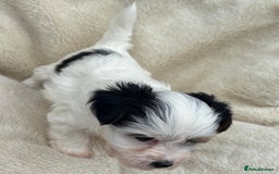 Biewer Terrier dogs for sale: Beautiful biewer terrier puppies 🩷 - Image 14