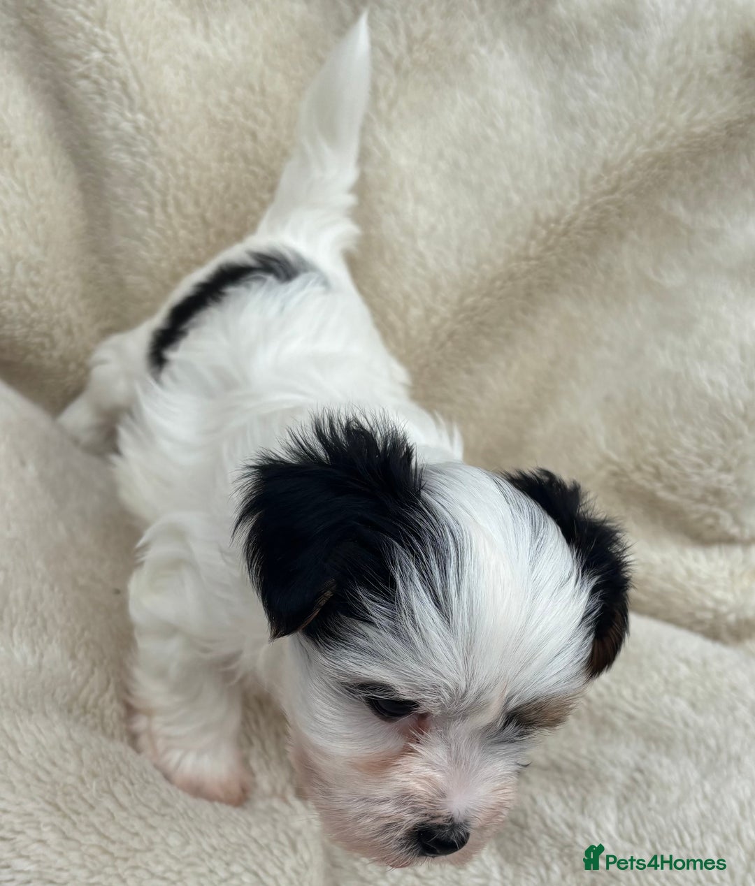 Biewer Terrier dogs for sale: Beautiful biewer terrier puppies 🩷 - Image 14