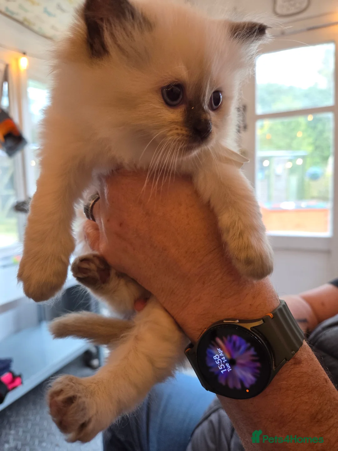 Ragdoll cats for sale: *1 Girl left * - Advert 2