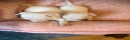 Chihuahua dogs for sale: Beautiful chihuahua boys  - Advert 6