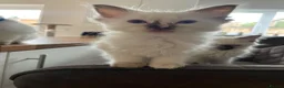 Ragdoll cats for sale: GCCF and TBRCC Registered Ragdoll Breeder Litter   in Bolton - Advert 10