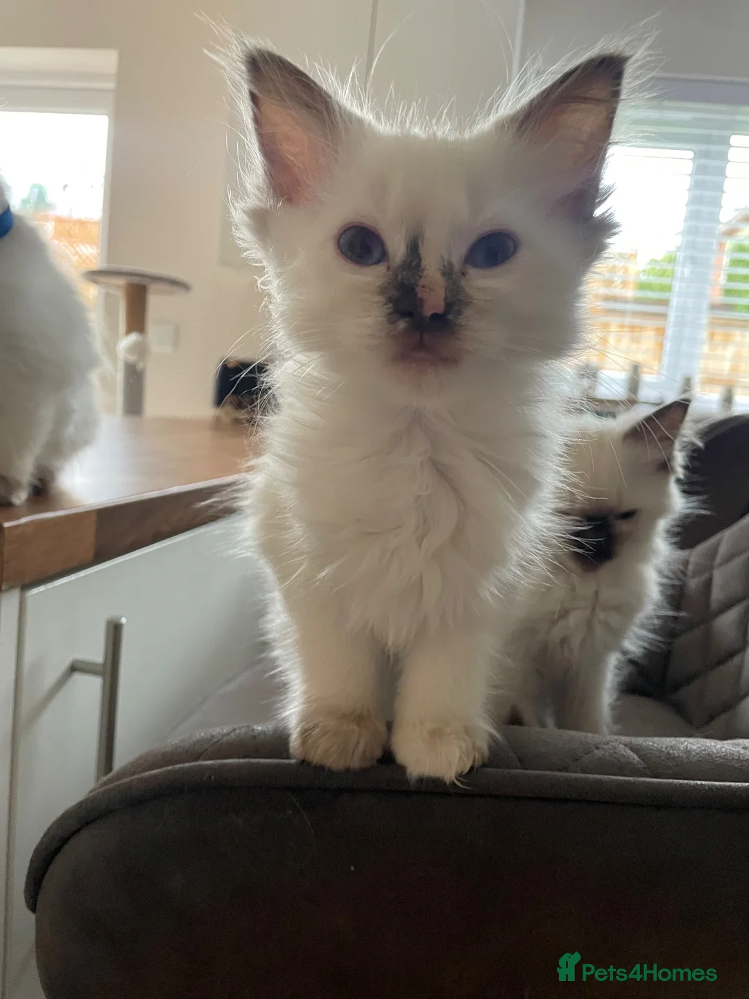 Ragdoll cats for sale: GCCF and TBRCC Registered Ragdoll Breeder Litter   in Bolton - Advert 10