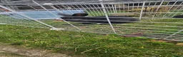 Mixed Breed rabbits for sale: They are friendly rabbits 💕 - Advert 6