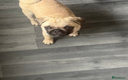 Pug dogs for sale: Pug puppy for sale  - Image 2