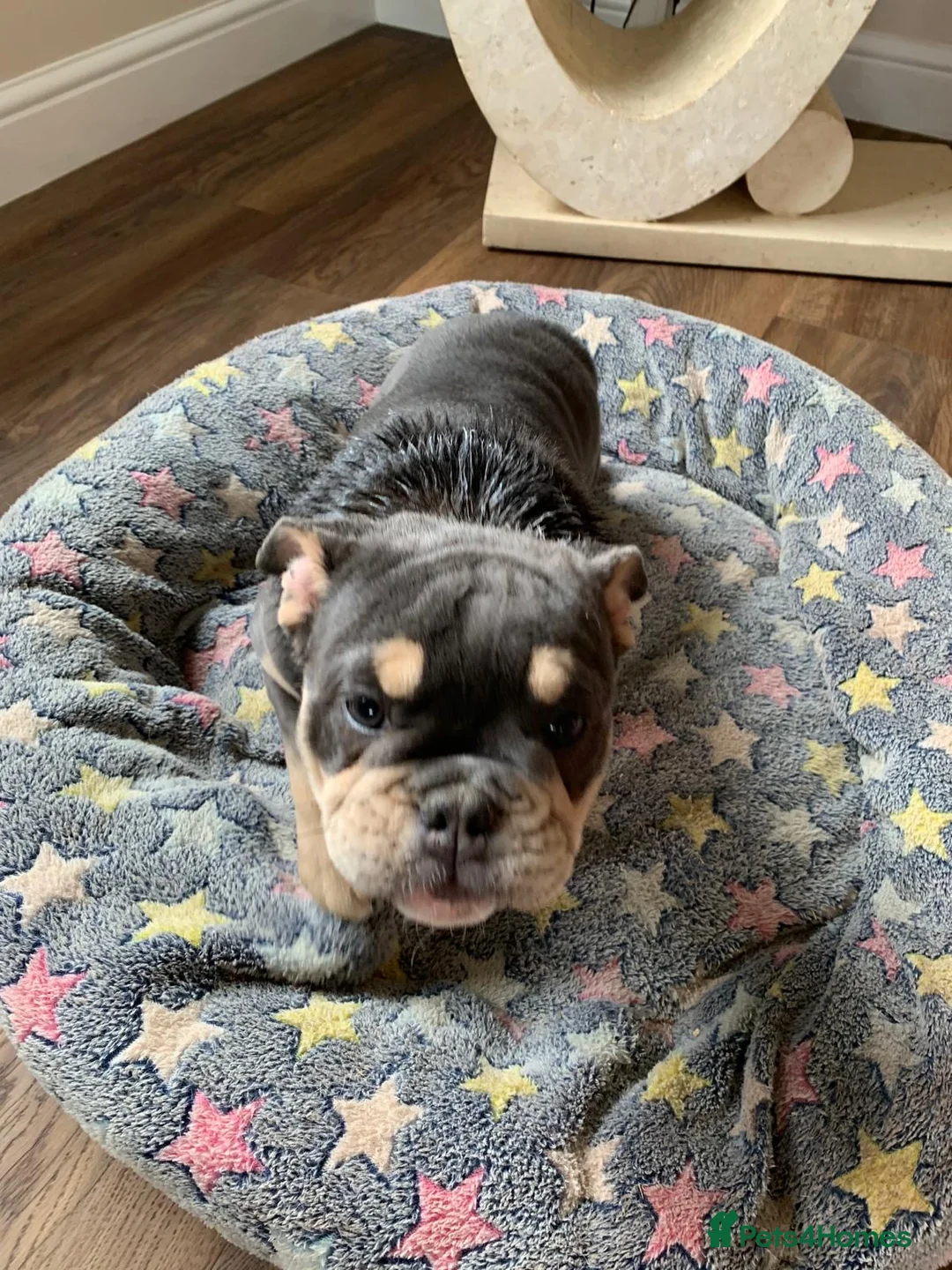 English Bulldog dogs for sale: English bull dog  - Advert 2