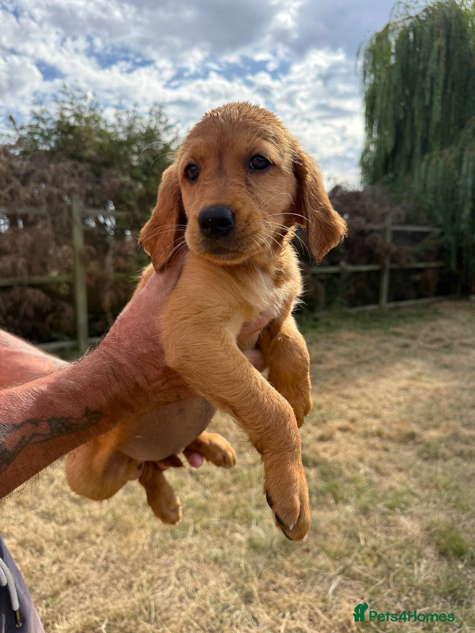 Golden Retriever dogs Stunning kc reg golden retriever puppies  - Advert 2
