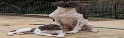 German Shorthaired Pointer dogs for sale: Beautiful German short haired pointer puppy's  - Advert 25