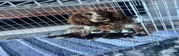 Cocker Spaniel dogs for sale: Cocker pups - Advert 1