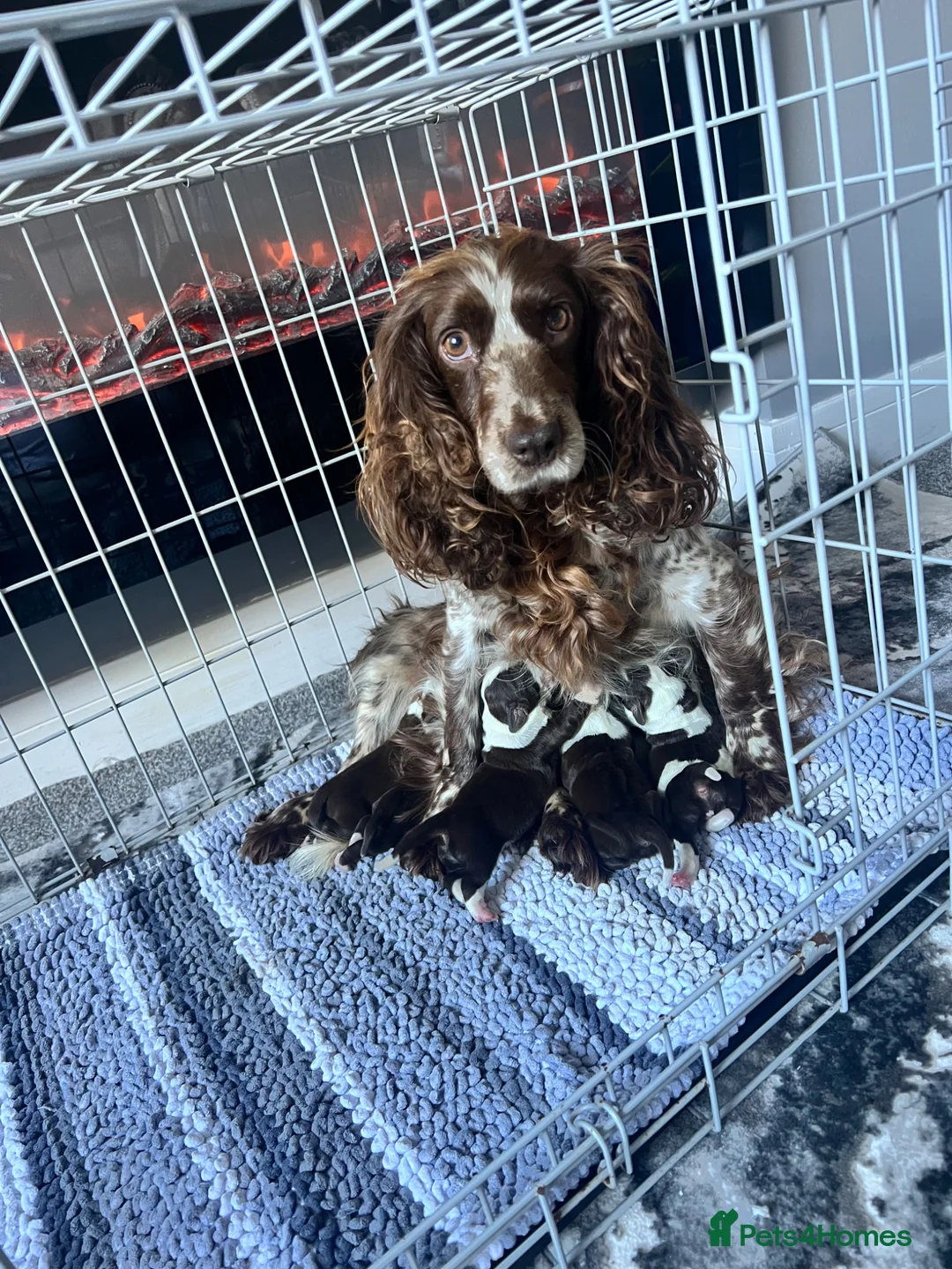 Cocker Spaniel dogs for sale: Cocker pups - Advert 1