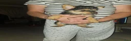 Jack Russell dogs for sale: Jack Russell's puppies in Hereford - Advert 3