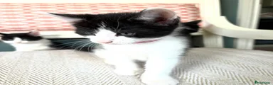 Kitten 1