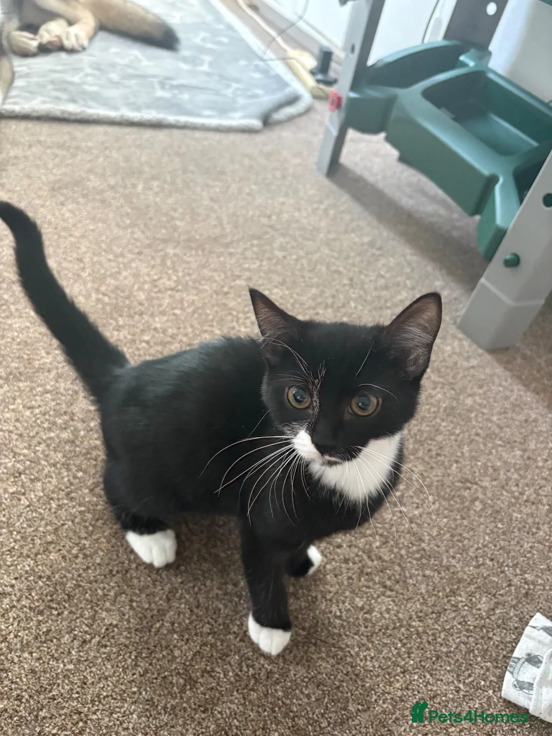 British Shorthair cats for sale: Male kitten  - Advert 1