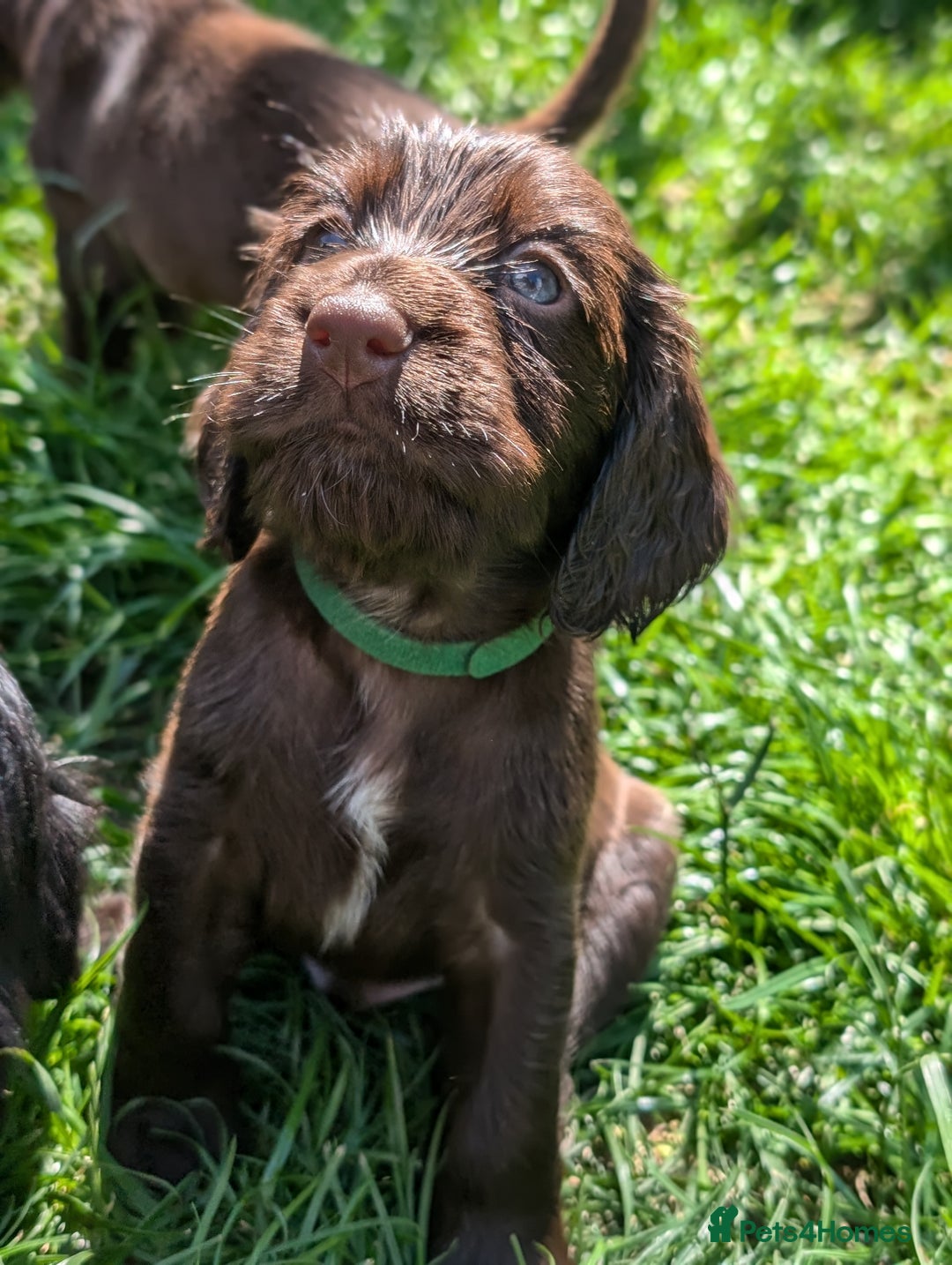Field Spaniel dogs for sale: Rare and vulnerable Field Spaniel puppies LAST FEW - Image 15