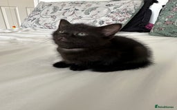 Domestic Shorthair cats for sale: For Sale! Three black cute and lovely kittens  - Image 2