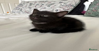 Domestic Shorthair cats - Advert 8