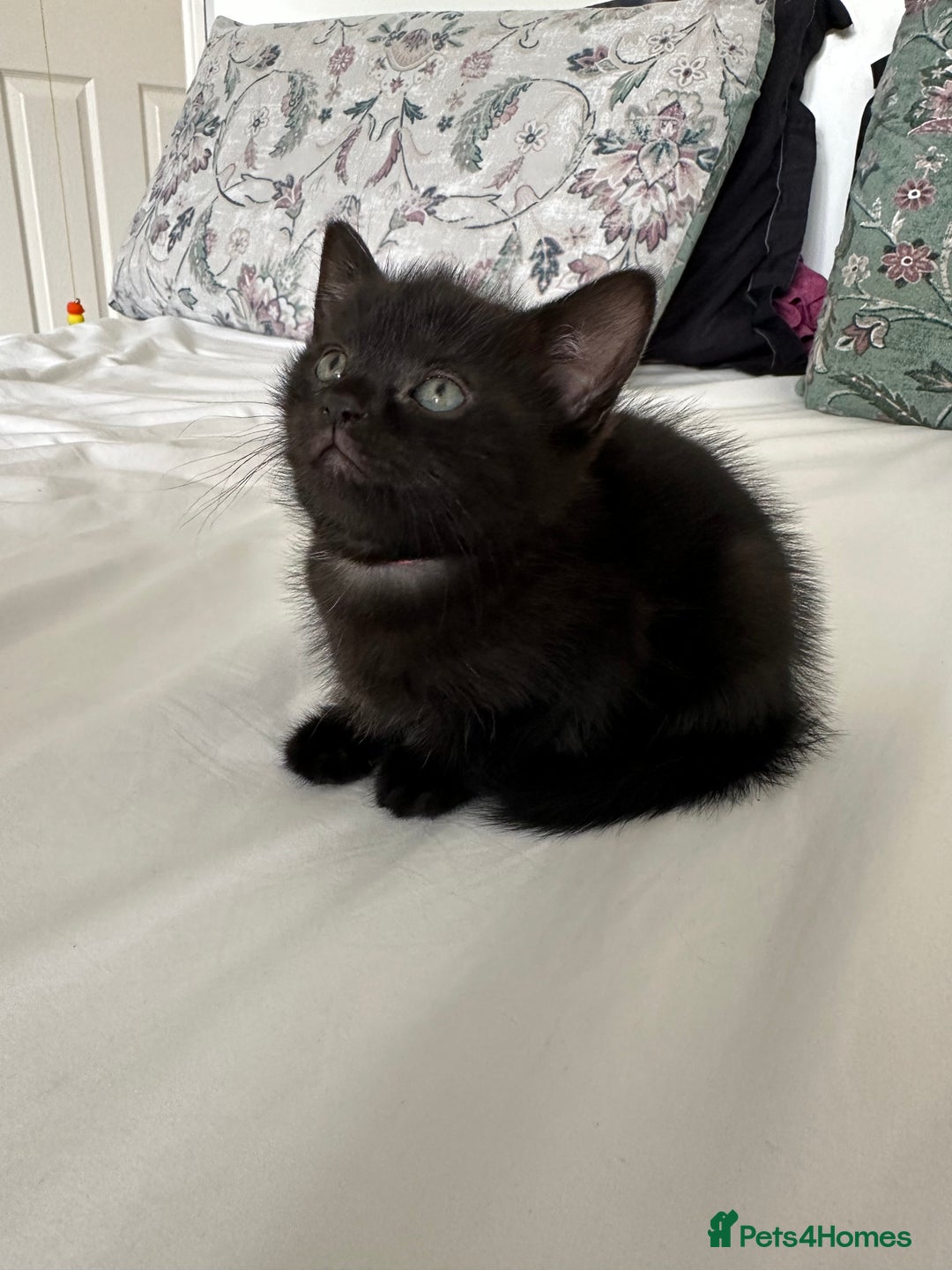 Domestic Shorthair cats for sale: For Sale! Three black cute and lovely kittens  - Image 2