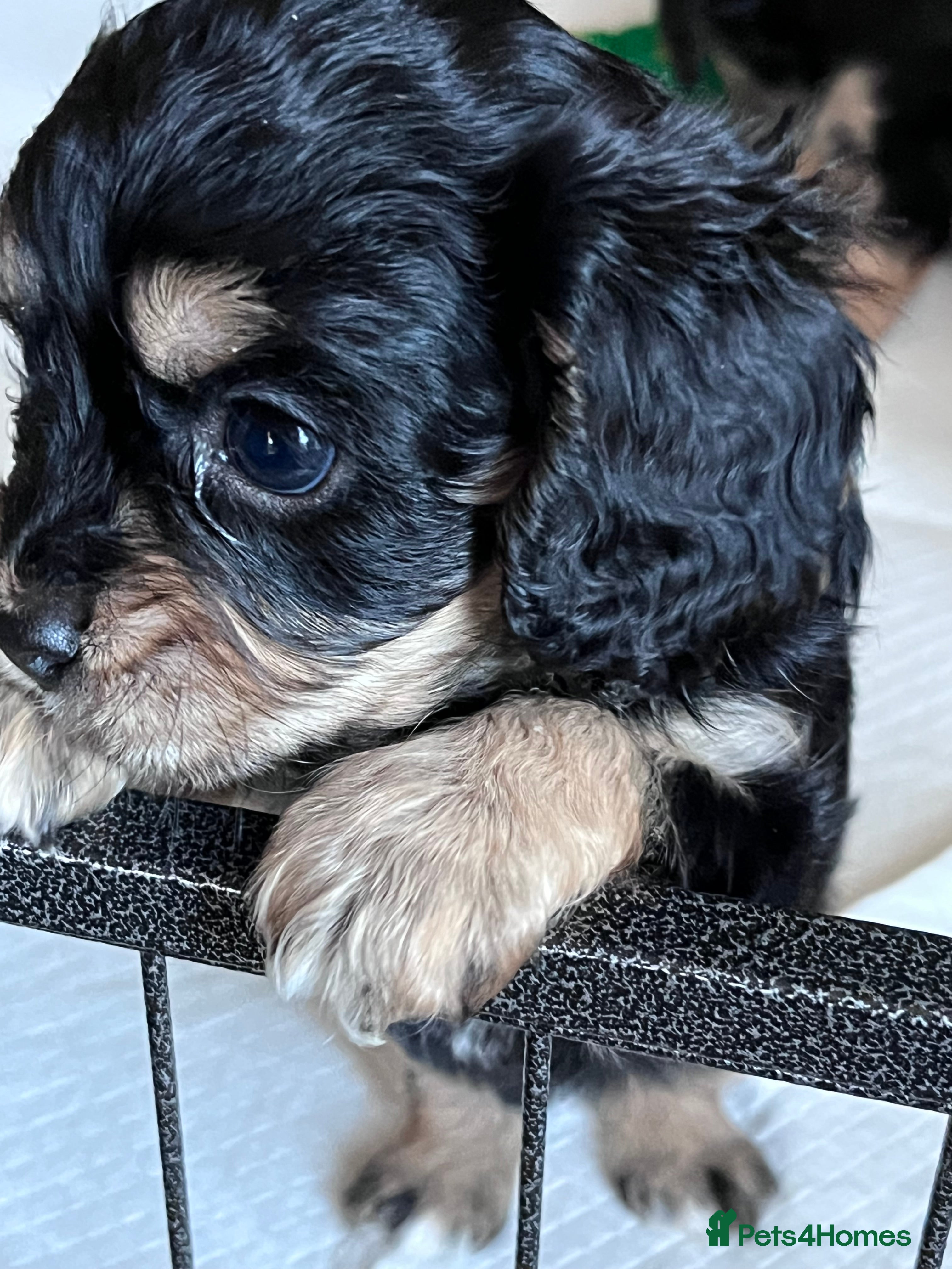 Cavapoo dogs Beautiful F1B REVERSE Cavapoos(rare) - Advert 4