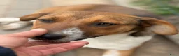 Mixed Breed dogs for adoption: Pretty Luna looking for love - Advert 7