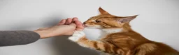 Maine Coon cats for sale: 5 Beautiful Russian Import Kittens TICA - Advert 16