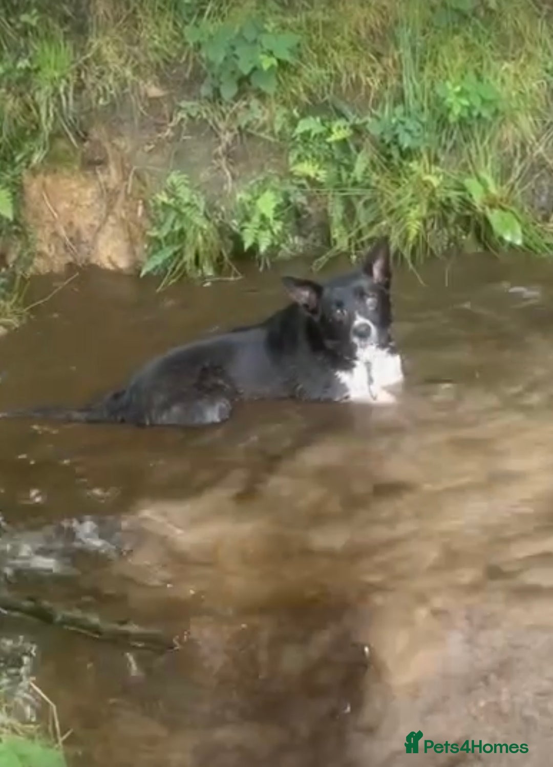 Border Collie dogs for sale: 🐶Beautiful Border Collie Pups 🐶  - Image 6