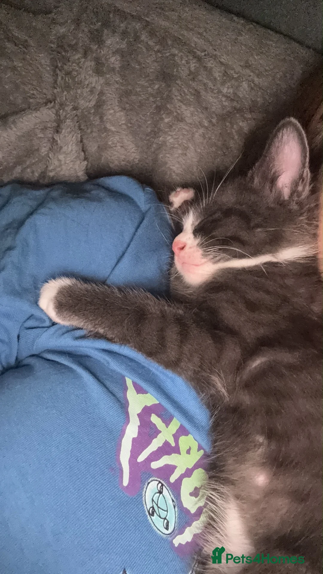 Mixed Breed cats for sale: Blue mixed breed kittens - Advert 11