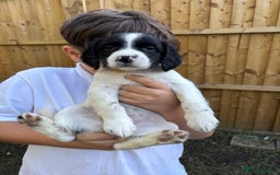English Springer Spaniel dogs for sale: Gorgeous English Springer spaniel puppies - Image 18