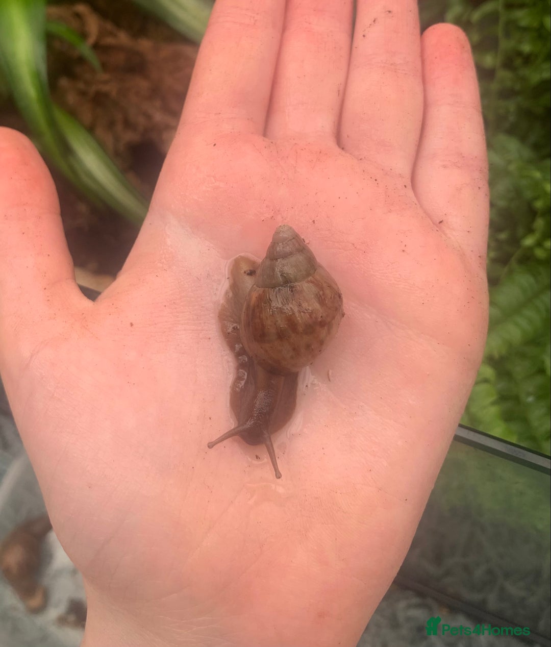 Snails invertebrates for sale: Baby/feeder and juvenile Giant African Land snails - Image 4
