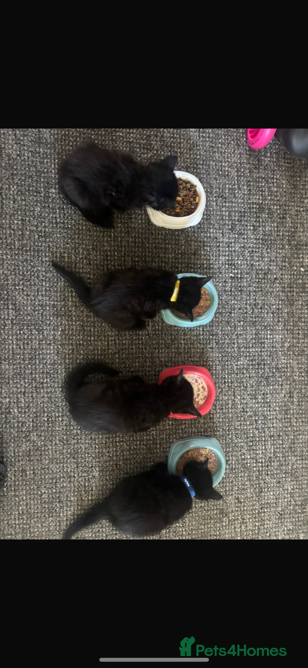 Mixed Breed cats for sale: Ready to leave 6th june-reduced to £70 - Advert 1