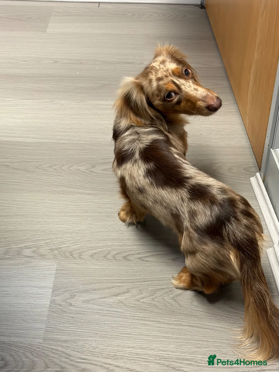 Miniature Dachshund dogs for stud: KC Registered Miniature Dachshund Stud Available - Advert 2