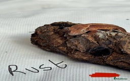 Gecko reptiles for sale: Baby crested geckos  - Image 21