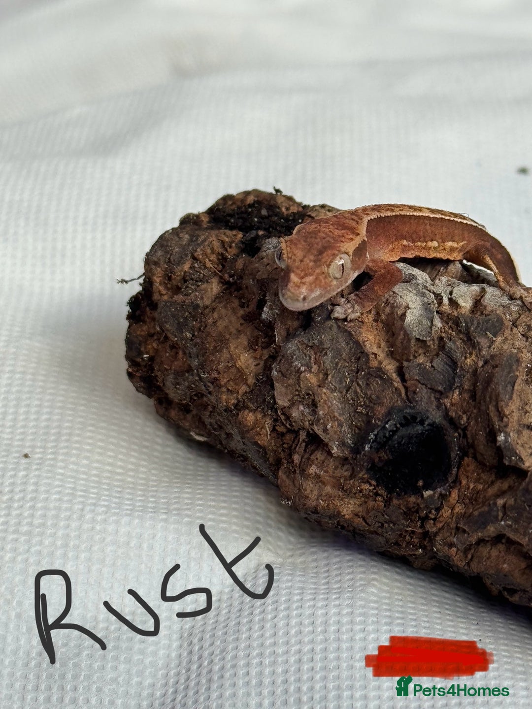 Gecko reptiles for sale: Baby crested geckos  - Image 21