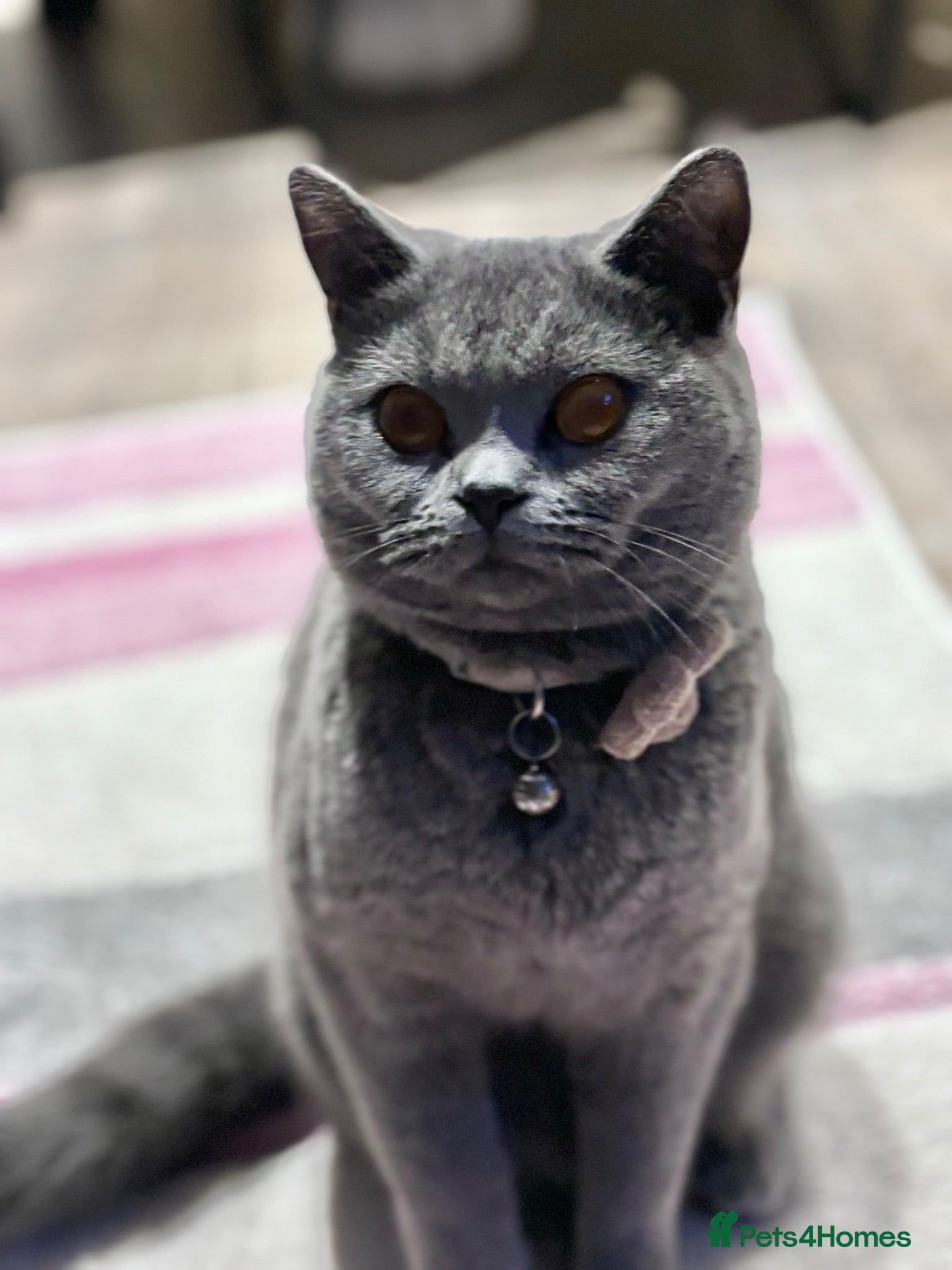 British Shorthair cats Beautiful British shorthair kittens - Advert 1