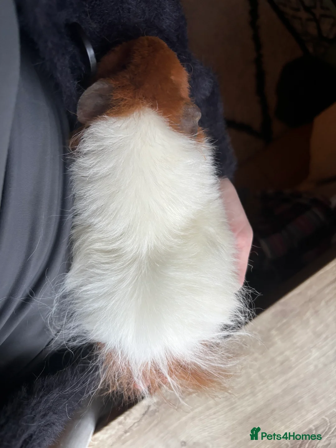 Guinea Pig rodents for sale: Female Guinea Pig  - Advert 5