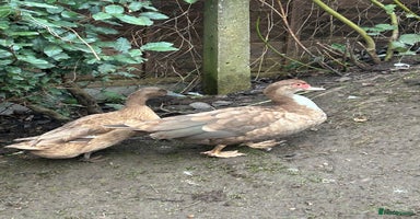 Ducks poultry 6 Duck For Sale NEED GONE ASAP - Advert 9