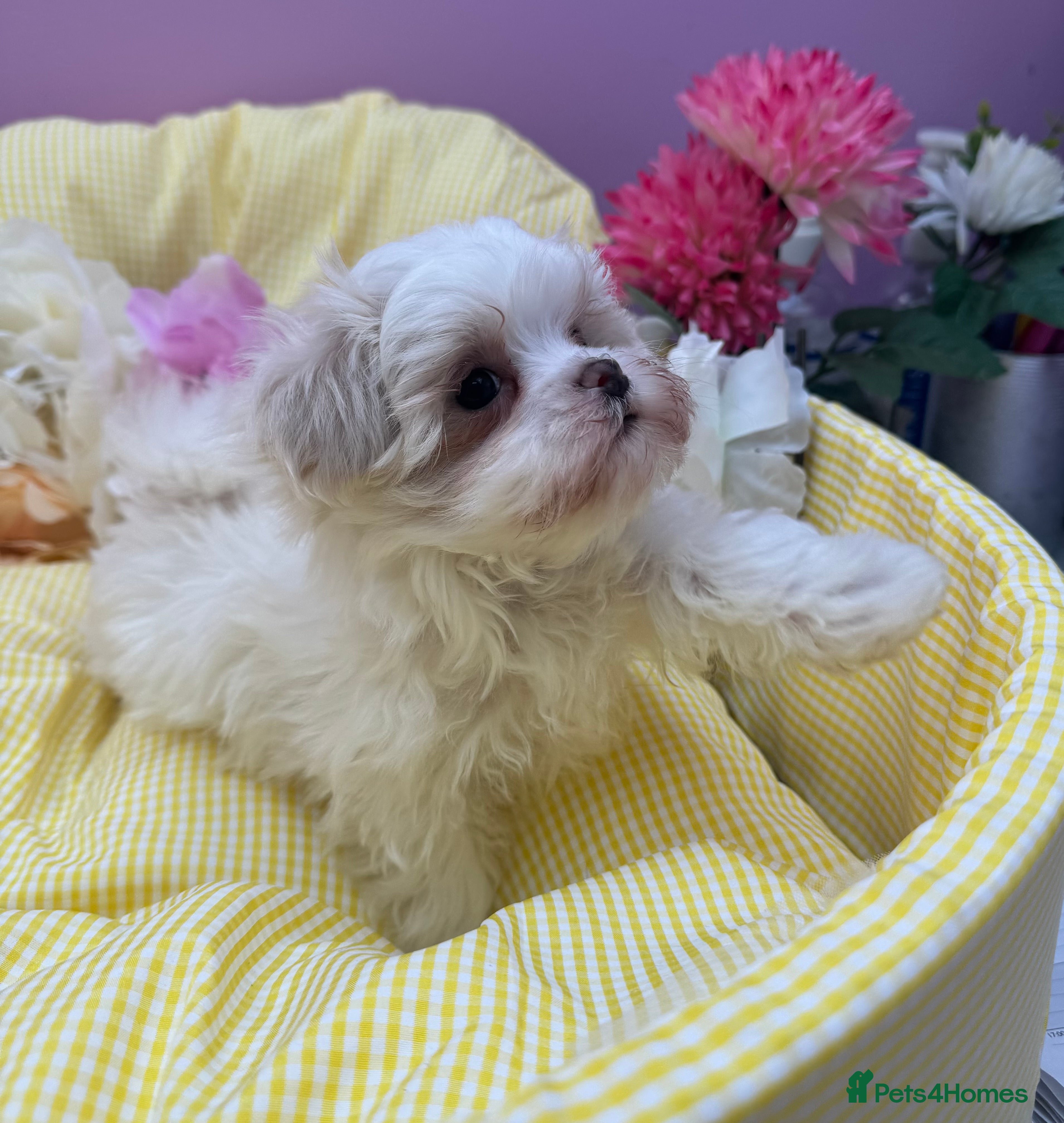 Maltipoo dogs Tiny f1b maltipoos  - Advert 17