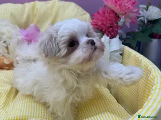 Maltipoo dogs Tiny f1b maltipoos - Advert 17