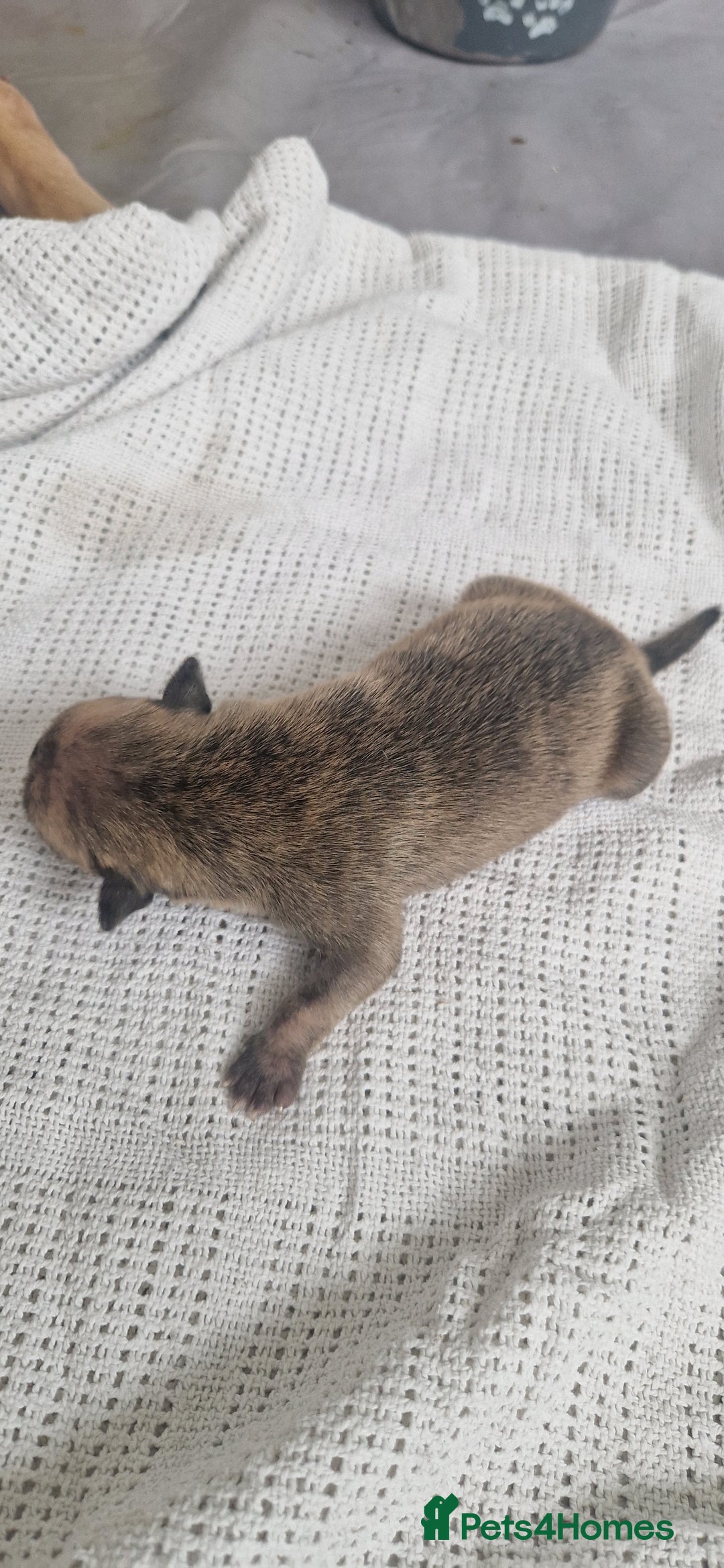 Mixed Breed dogs for sale: 8 Bully X Puppies  - Image 7
