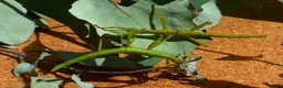 Stick Insects invertebrates for sale: STICK INSECTS   Green Bean, Sabah, Sunny, Choclog - Advert 6