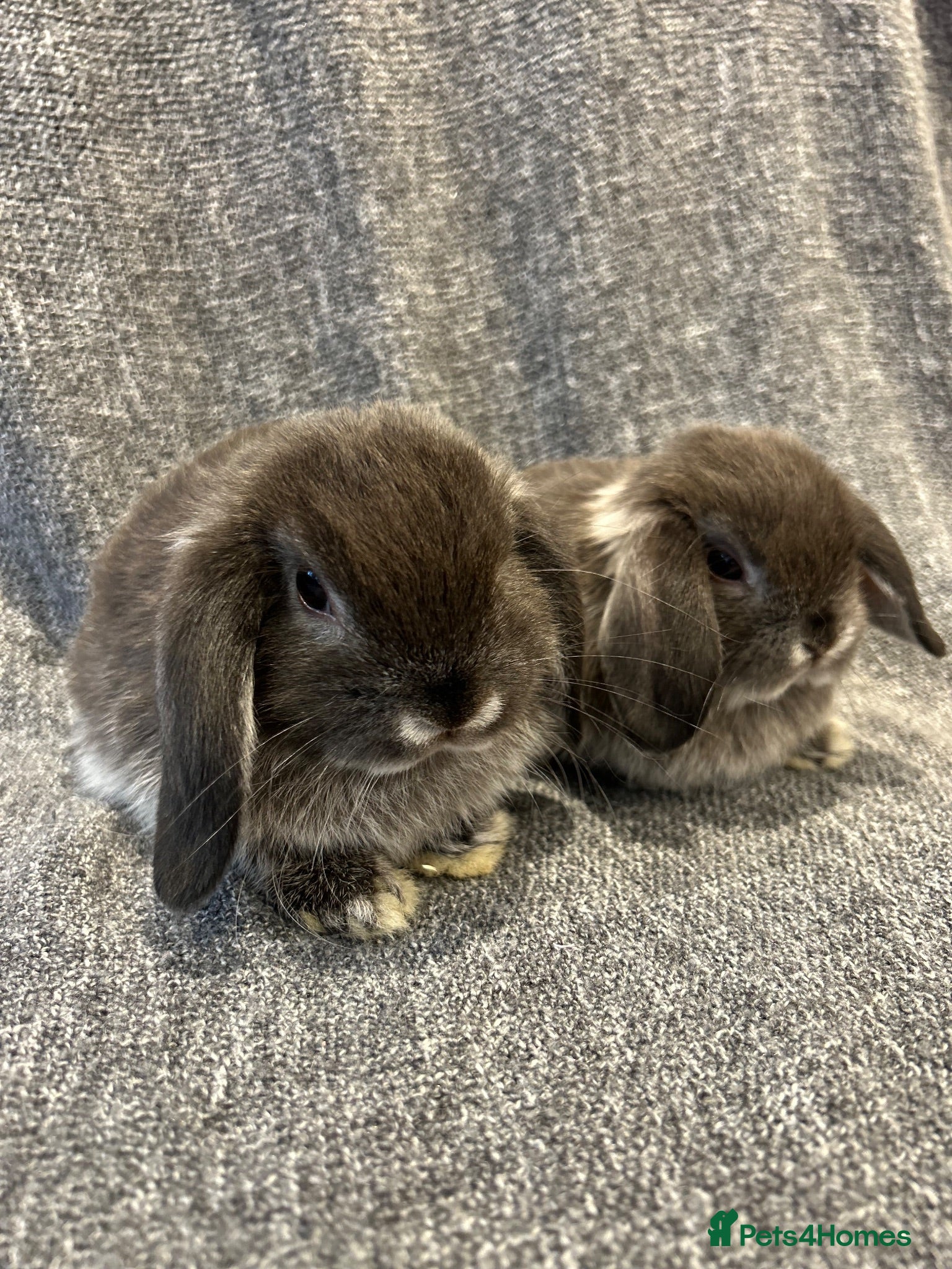 Mini Lop rabbits 🐰 cute mini lops 🐰 - Advert 1