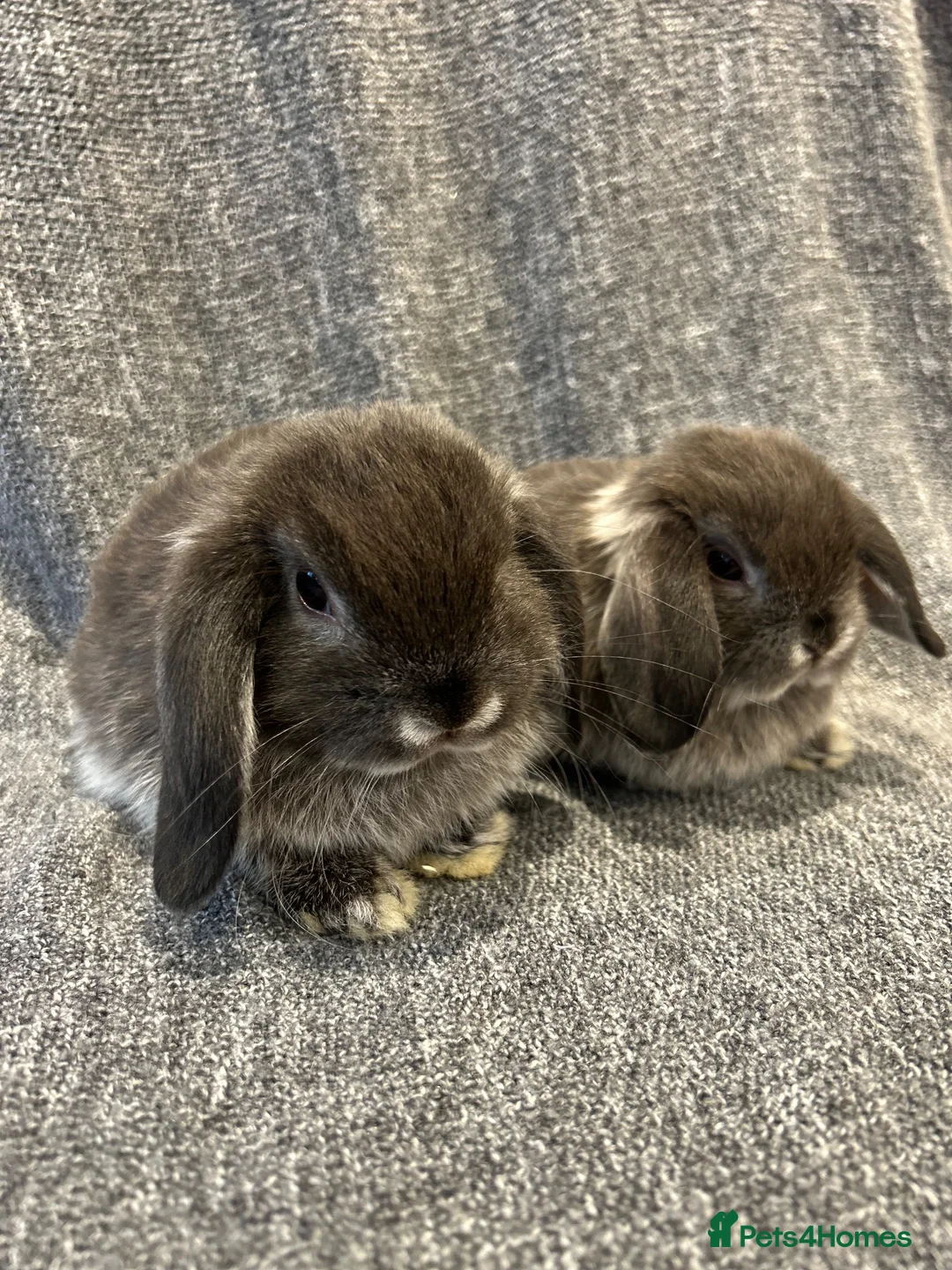 Mini Lop rabbits for sale: 🐰 cute mini lops 🐰 - Advert 1